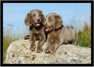 Quadro Decorativo Animais Cachorros Weimaraner Veterinário Pet Shop Com Moldura RC129