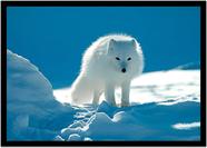 Quadro Decorativo Animais Raposa Do Ártico Neve Veterinário Pet Shop Natureza Com Moldura RC047
