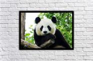 Quadro Decorativo Infantil Panda Fofo Desenho Animais em Promoção