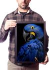 Quadro Decorativo Arara Azul Papagaio Animal Selvagem