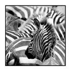 Quadro Decorativo Barcelona Zebras Peb 30X30 Cm