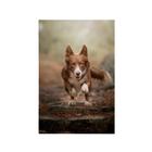 Quadro Decorativo Canvas Border Collie Cachorro Correndo