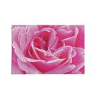 Quadro Decorativo Canvas Rosa Flor Floral Macro Gota Água