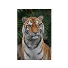 Quadro Decorativo Canvas Tigre Bengala Animal Felino 70x50cm