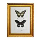 Quadro Decorativo de Borboleta Xuthus Borda Dourada