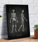 Quadro Decorativo Esqueleto Humano Anatomia Desenho