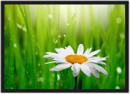 Quadro Decorativo Flor Branca Paisagens Salas Decorações Com Moldura