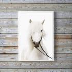 Quadro Decorativo Fotografia Cavalo Branco 33X24Cm