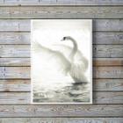 Quadro Decorativo Fotografia Cisne Branco 24x18cm