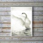 Quadro Decorativo Fotografia Cisne Branco 33X24Cm