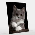 Quadro Decorativo Gato Canvas 50x70 - Foto Pualista