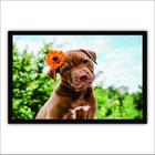 Quadro Decorativo Moldura de Madeira 60x40 Filhote Pitbull