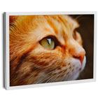 Quadro Decorativo Olhar Felino