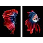 Quadro Decorativo Red and Blue Betta Fishes 2 Telas