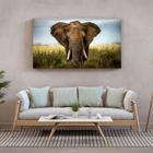 Quadro Decorativo Tela Canvas Animais Elephant Natural - 90x60 cm