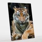 Quadro Decorativo Tigre Canvas 60x90 - Foto Pualista