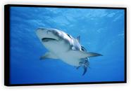 Quadro Decorativo Tubarão Animais Oceano Tela Canvas Premium Salas