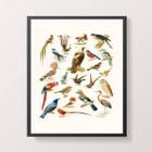 Quadro Espécies de Passarinhos 33x24cm - com vidro