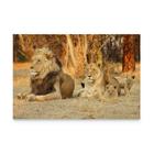 Quadro Família de Leão Lion Family Selva Savana Africana Decorativo Moderno Para Sala Escritório Grande - Bimper