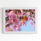 Quadro Flores de Cerejeira Sakura Rosa Foto Canvas 60x40cm