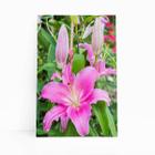 Quadro Lilium Brownii Rosa Flores Fotografia Canvas 60X40Cm