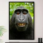 Conjunto Com Três Telas - Macacos Engraçados - 60x40cm - Bela Arte - Quadro  Decorativo - Magazine Luiza