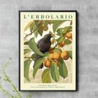 Quadro Passarinho Preto Com Frutos 24x18cm - com vidro