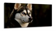 Quadros Decorativos Husky Siberiano em Tecido Canvas 130x60