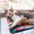 Rede De Gatos Com Ventosas Para Vidraças Au Au Miau Comany