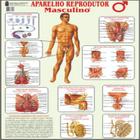 Reprodutor Masculino Poster Mapa Sistema Corpo Humano Medicina - For Sales Store