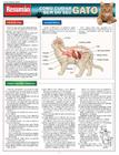 Resumao Especial - Como Cuidar Bem Do Seu Gato