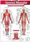 Resumao - medicina - sistema muscular avancado