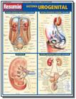 Resumão - Sistema Urogenital - Barros, Fischer E Associados