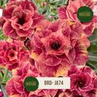 Rosa do Deserto Dobrada EXÓTICA PERFUMADA BRD JA74