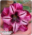 Rosa do Deserto Enxerto - Maria - Centro Oeste Rosas do Deserto