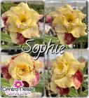 Rosa do Deserto Enxerto - Sophie - Centro Oeste Rosas do Deserto