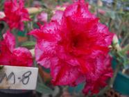 Rosa do deserto M8 flor tripla