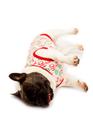 Roupa Pet Natal HoHo White