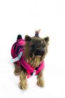 roupinha para cachorro casaco coração rosa