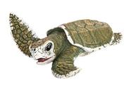 Safari Ltd. - Incrível Coleção de Criaturas - 5" x 6" Kemp's Ridley Sea Turtle Baby Figurine - Não tóxico e BPA Free - Idades 3+