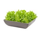 Saladeira Quadrada 1,4 Lt Travessa Petisqueira Cinza