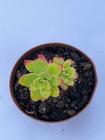 Sedum Palmeri 6cm Suculenta