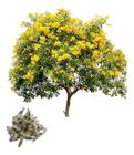 Semente de Ipe de Jardim Amarelo Mirim - 4gr de Sementes