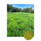 Sementes Brachiaria Hibrida Camello p/ Gado de Leite 500gr