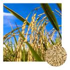 Sementes De Arroz Sequeiro Brs 502 - 15kg