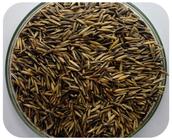 Sementes de Aveia Preta / Avena Strigosa - 20 kg De Sementes