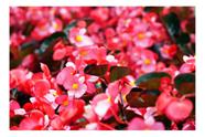 Sementes de Begonia SemperFlorens F2 Env C/ 50mg de Sementes