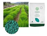 Sementes de Brachiaria Hibrida Cobra 100gr