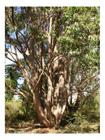 Sementes de Eucalipto Cloeziana p/ Reflorestamento 1g