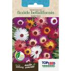 Sementes de Ficoide Bellidiformis 300mg Brilhosas Sortida Flores Jardins Vasos - topseed